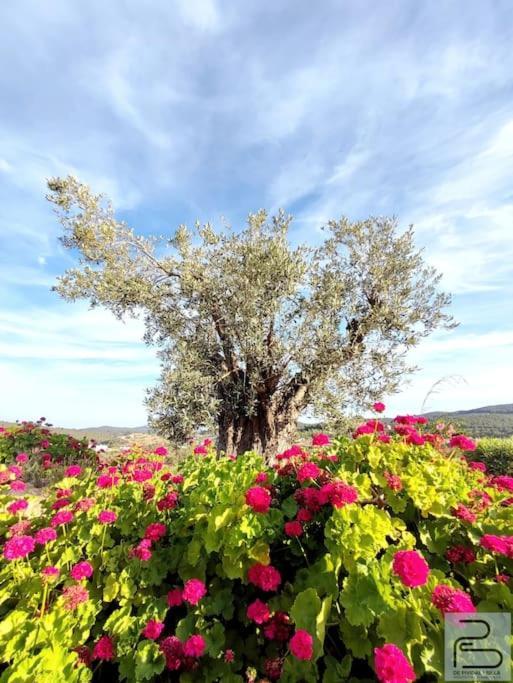 Casa Can Lluc Con Piscina, Jardin Y Vista Al Campo Sant Miquel de Balansat Εξωτερικό φωτογραφία